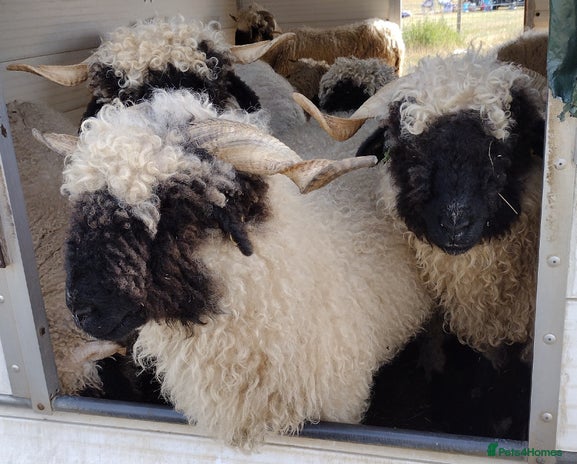 Sheep livestock - Advert 1