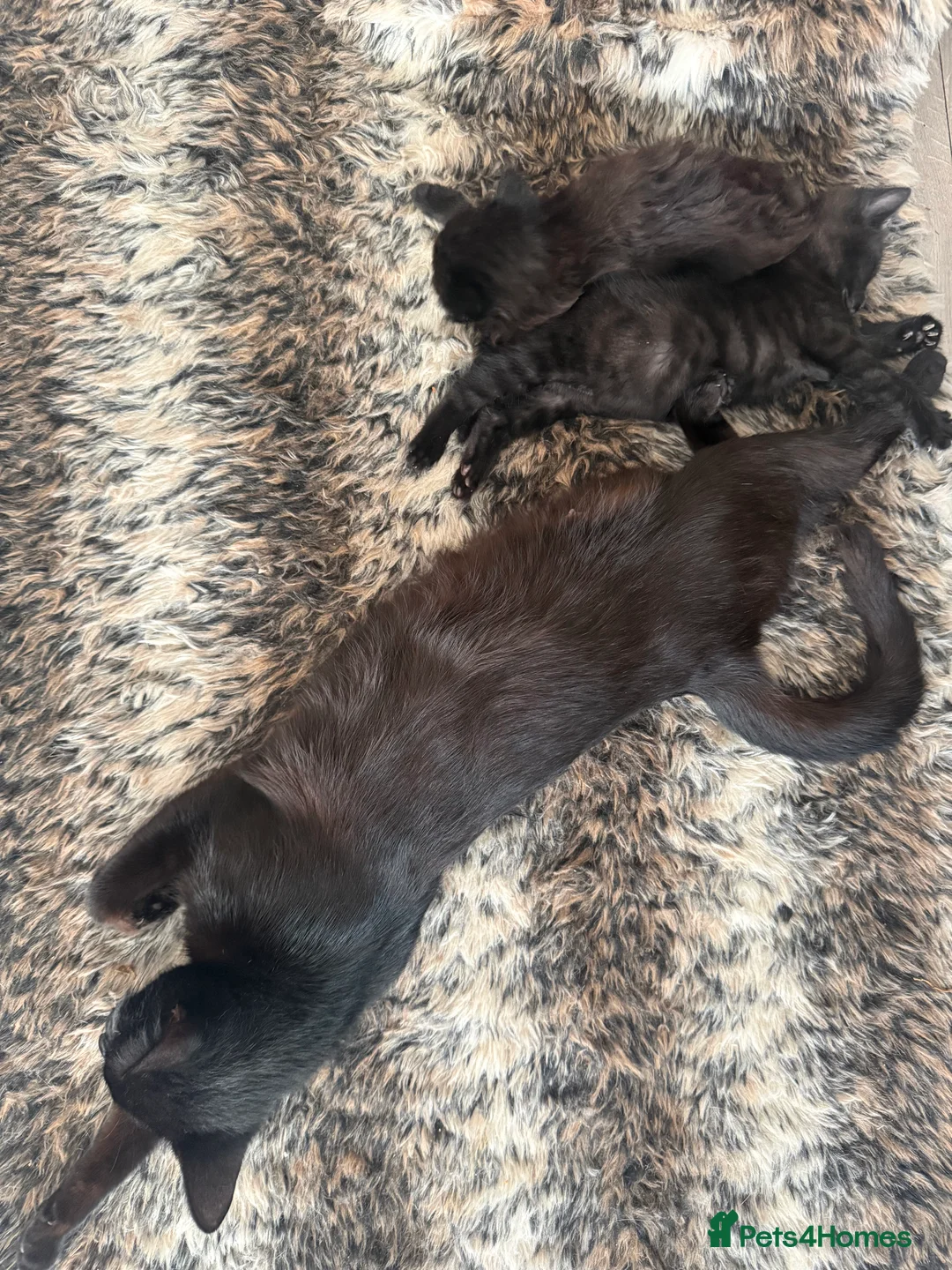 Mixed Breed cats for sale: Beautiful kittens - Advert 1