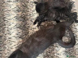 Mixed Breed cats Beautiful kittens - Advert 1