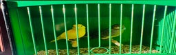 Canaries birds for sale: Pair of canary’s  - Advert 3