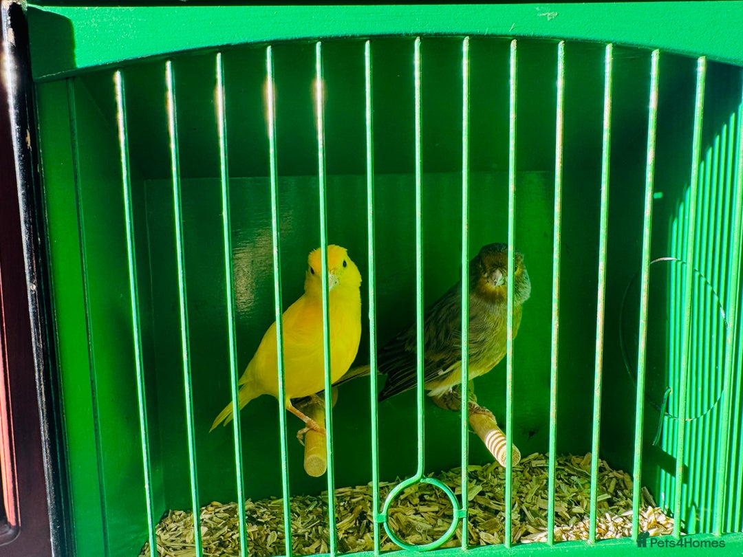 Canaries birds for sale: Pair of canary’s  - Advert 3