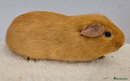Guinea Pig rodents for sale: Purebred self cream and buff boars - Image 7