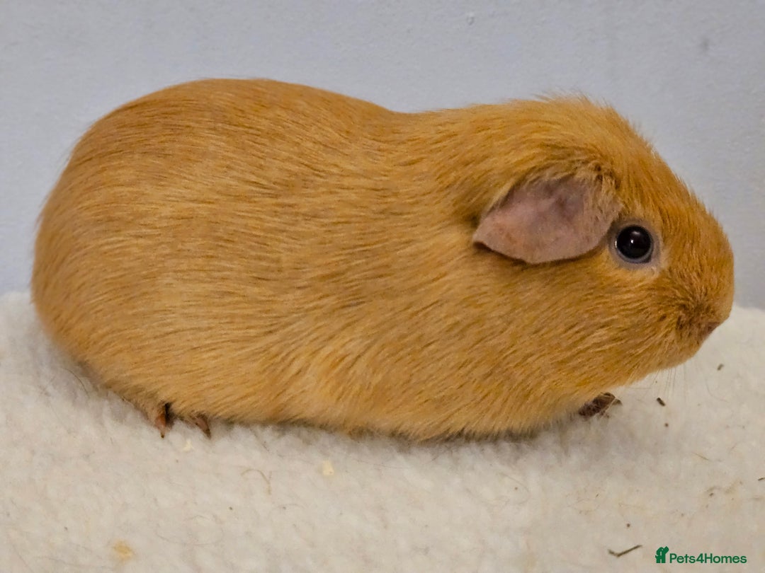 Guinea Pig rodents for sale: Purebred self cream and buff boars - Image 7