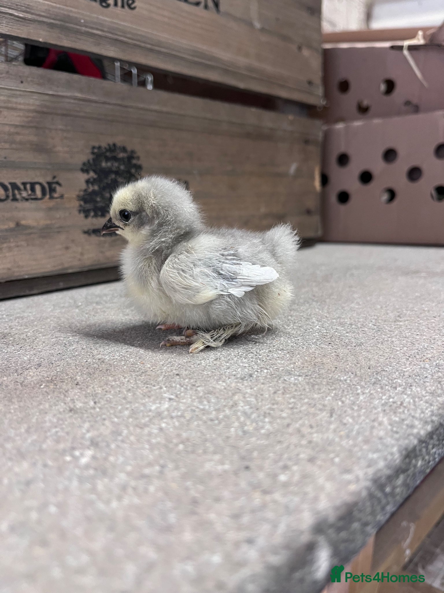 Chickens poultry for sale: Bantams and other breeds of bantam  - Advert 6