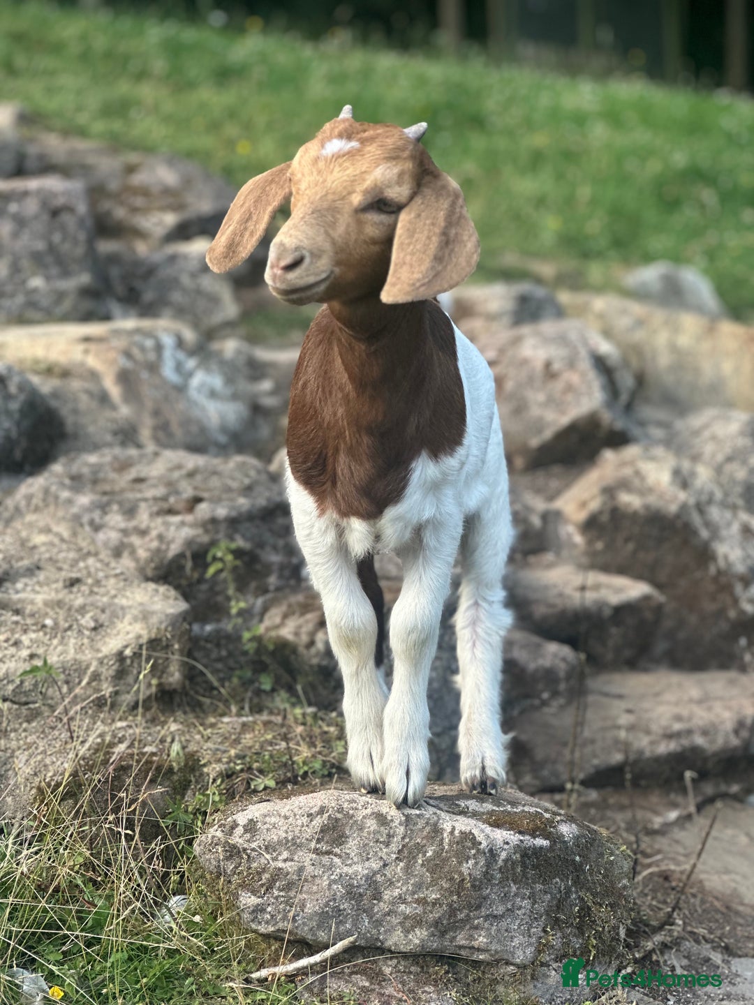 Goats livestock for sale: Boer Kids - Image 5