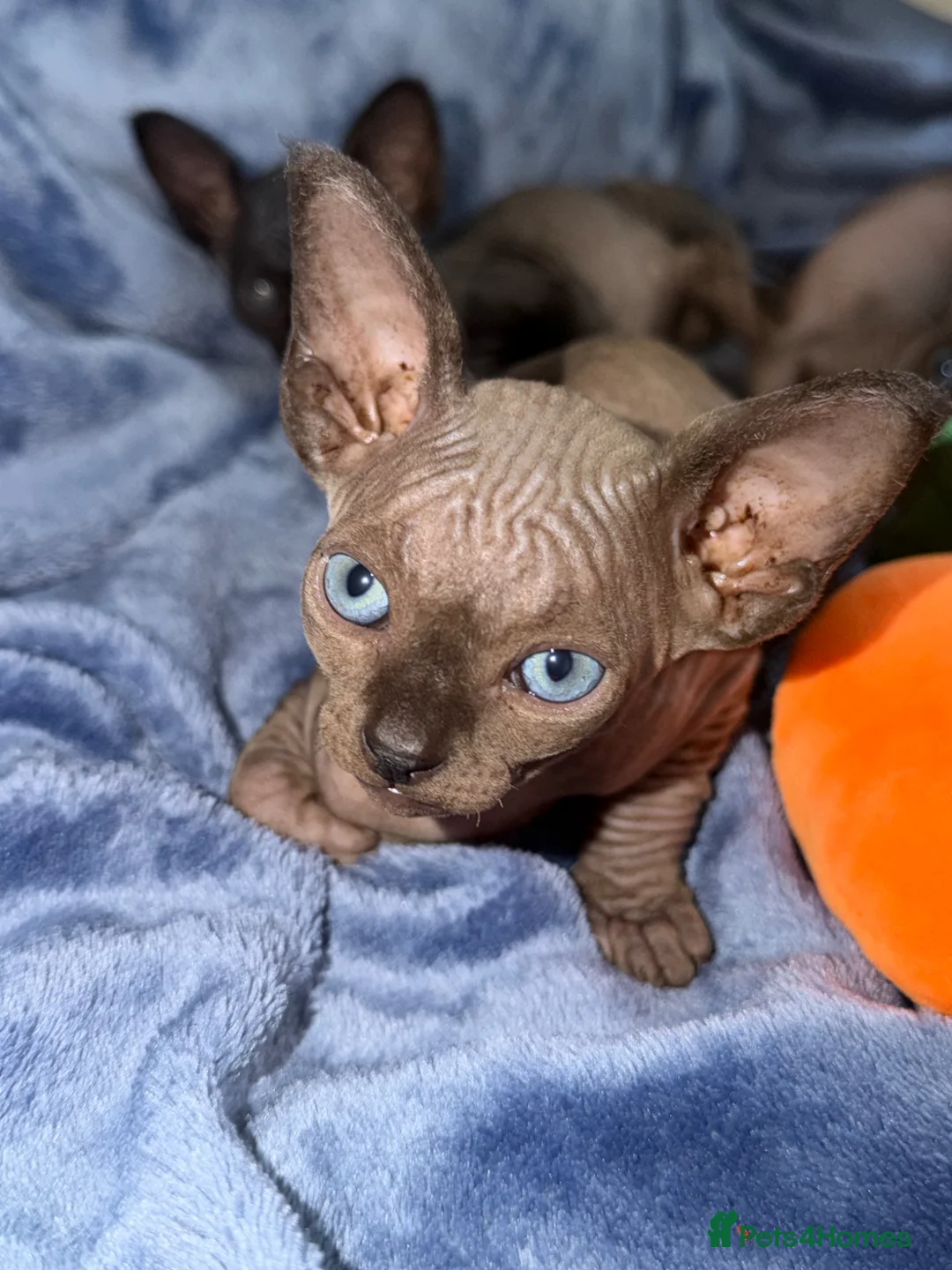 Sphynx cats for sale: 2 girl sphinx kittens - Advert 9