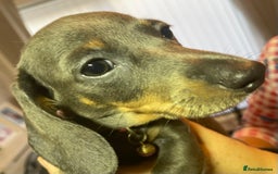 Dachshund dogs for sale: 5 beautiful miniature short haired dachshunds - Image 30