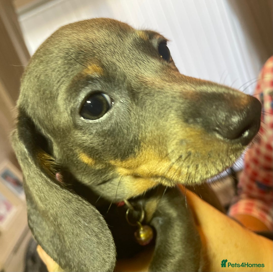 Dachshund dogs for sale: 5 beautiful miniature short haired dachshunds - Image 30
