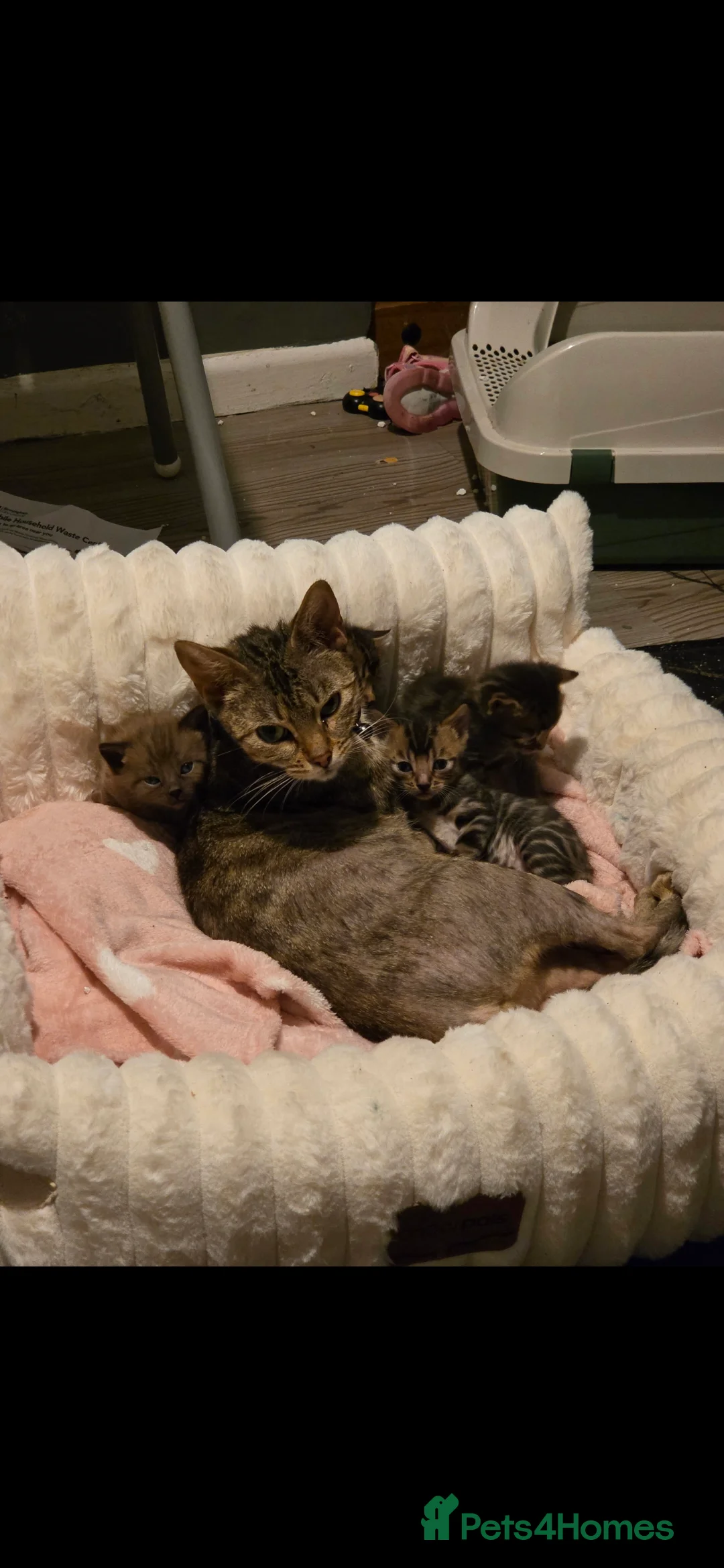 Bengal cats for sale: Bengal kitten - Advert 2