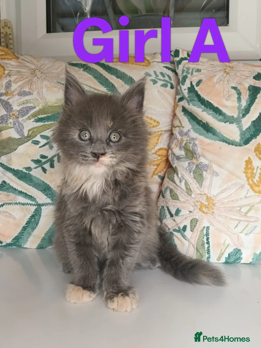 Maine Coon cats for sale: Maine Coon Family "Puuure Love" kittens available  - Advert 2