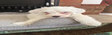 Bichon Frise 3