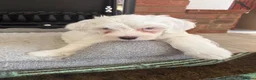 Bichon Frise dogs for sale: Puppies  in Norwich - Advert 5