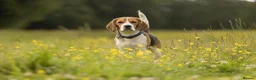 Beagle dogs for sale: Kc registered beagle puppies 🐶  - Advert 3