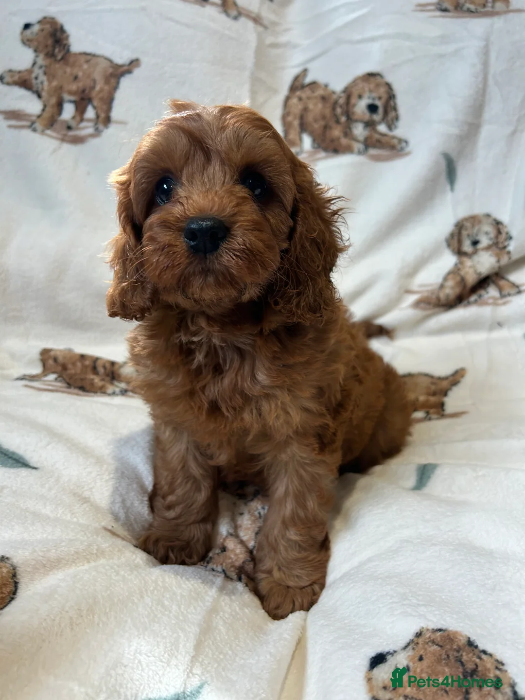 Toy Poodle dogs for stud: EXTENSIVELY HEALTH TESTED TOY POODLE STUD TYSON🌹 in Sheerness - Advert 20