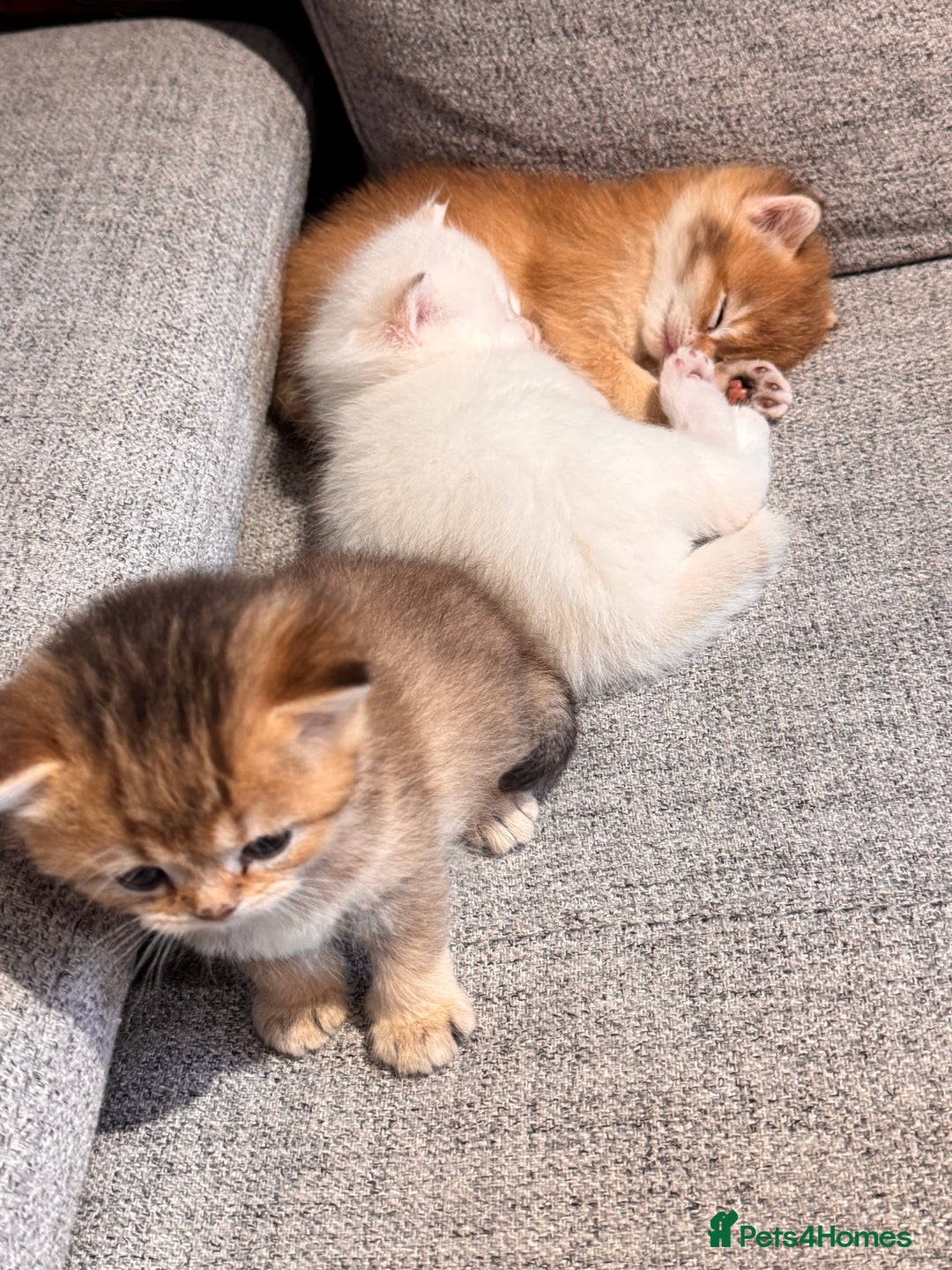 British Shorthair cats for sale: ✨🐾 Soft & Adorable Golden White Blue Kitten 🐾✨ - Image 4