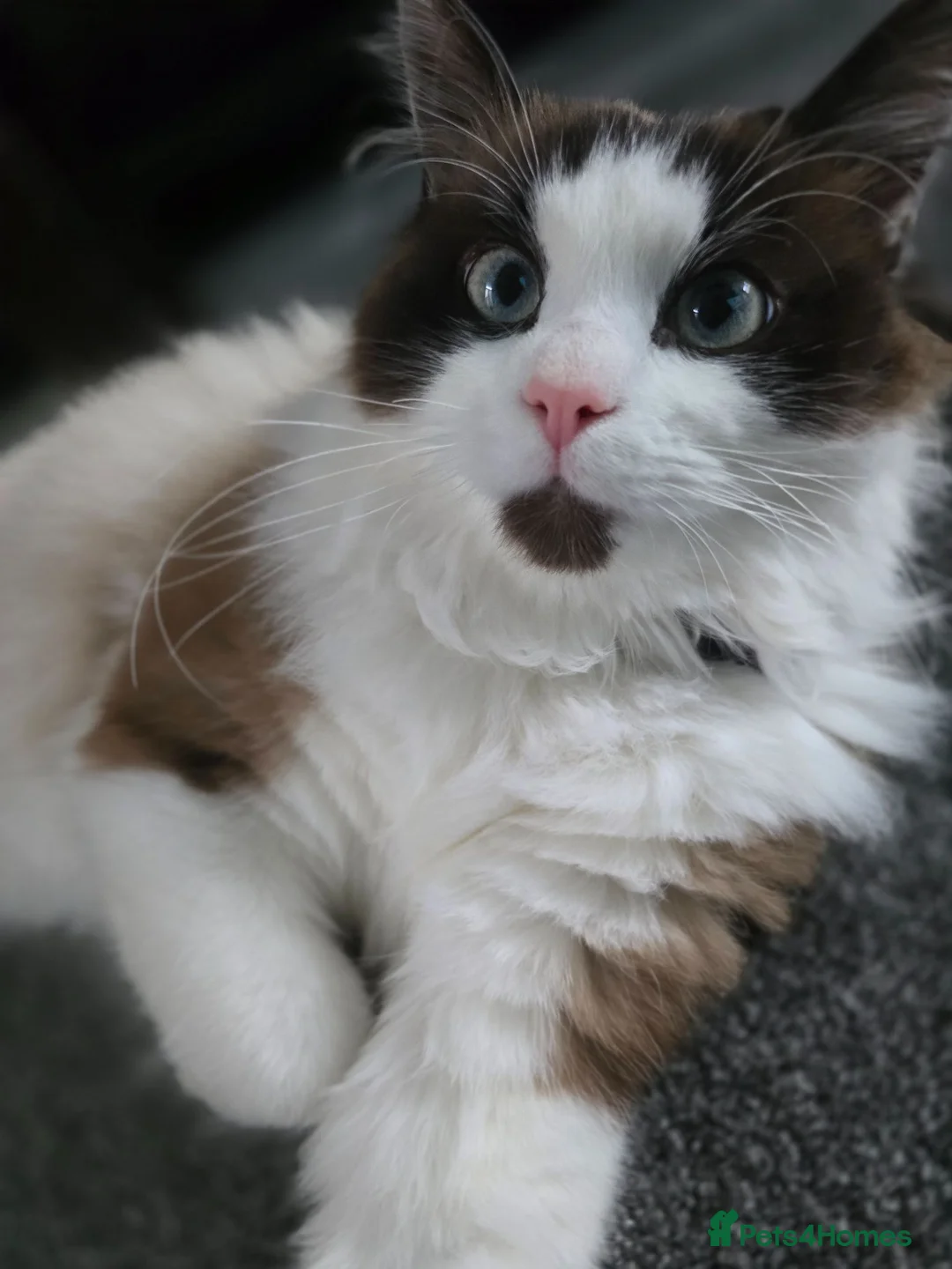 Mixed Breed cats for sale: Mixed breed Rag doll in Birmingham - Advert 2