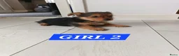Mixed Breed dogs for sale: 3 Pome x yorkshire terrier puppies - Advert 9