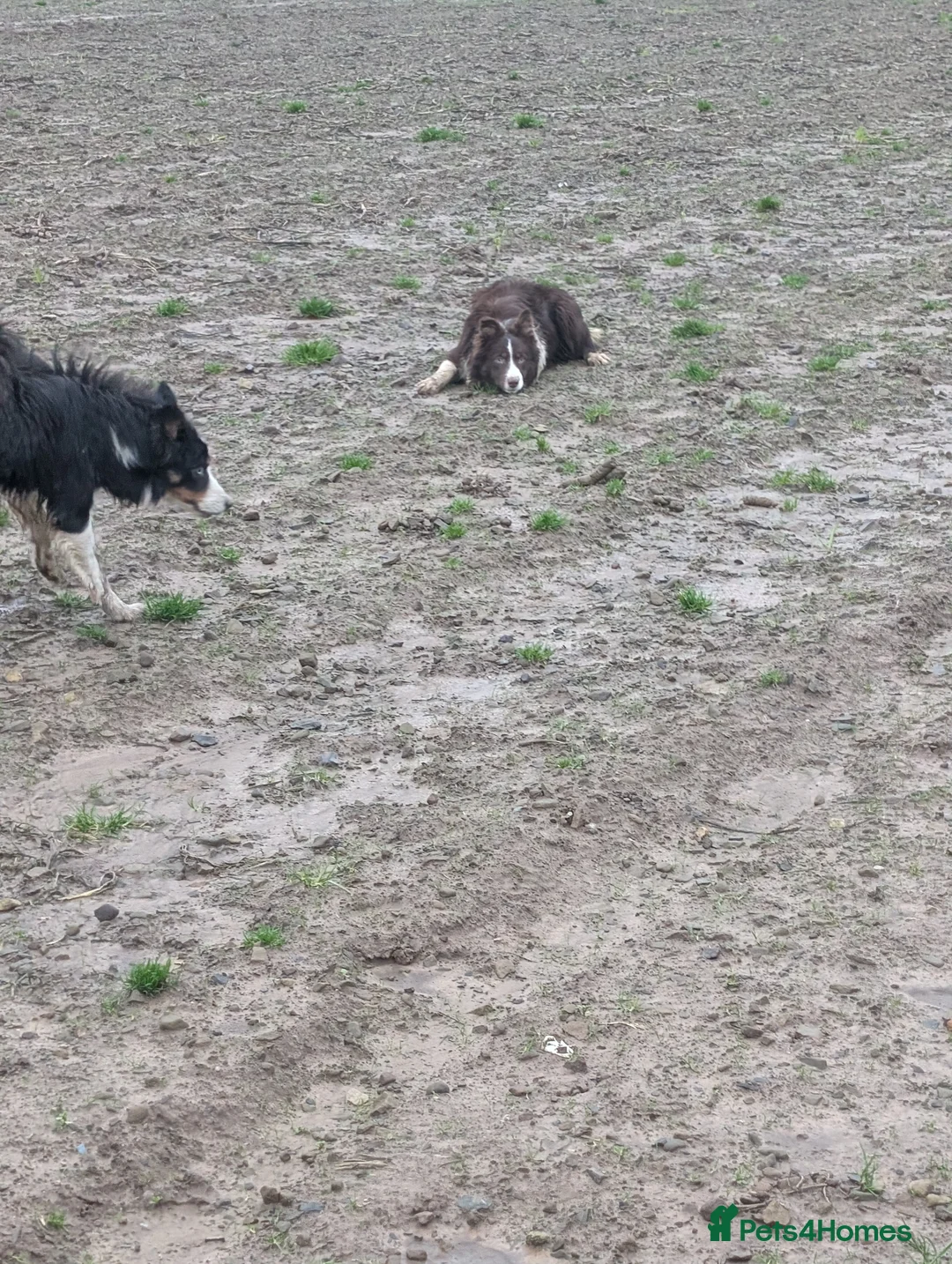 Border Collie dogs for sale: Sophie isds reg , red Tri bitch  - Advert 9