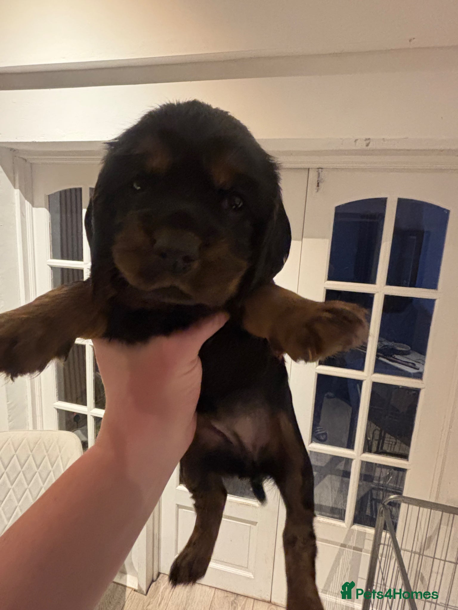 Cocker Spaniel dogs Stunning working cocker spaniels  - Advert 9