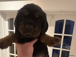 Cocker Spaniel dogs Stunning working cocker spaniels - Advert 9