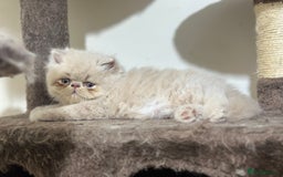 Persian cats for sale: Pedigree Persian Kittens ready to be rehomed - Image 29