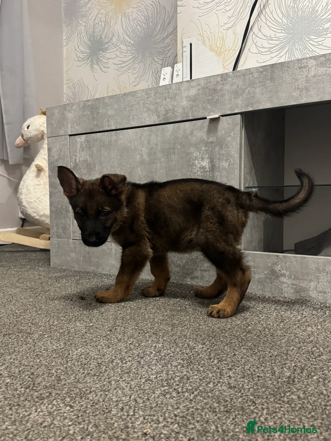 German Shepherd dogs for stud: Simba in Doncaster - Advert 28