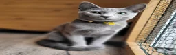 Russian Blue cats for sale: Pure Russian Blue kittens for sale 💙  - Advert 5
