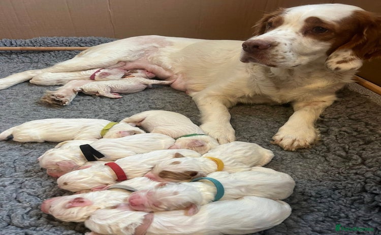 Clumber Spaniel dogs Our Clumber Spaniel Puppies - Advert 13