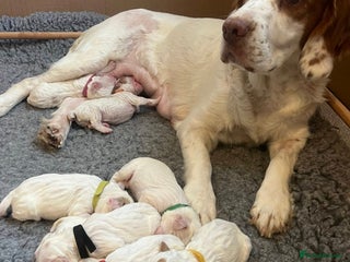 Clumber Spaniel dogs Our Clumber Spaniel Puppies - Advert 15