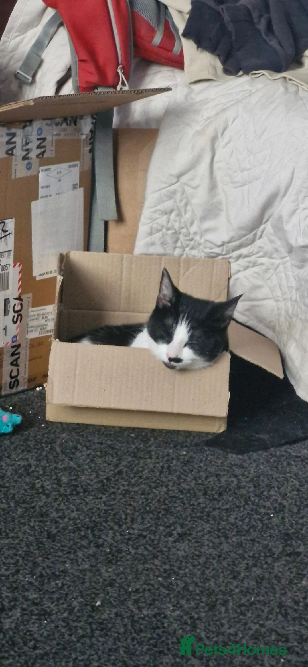 Mixed Breed cats for sale: Friendly, adventurous cat for sale in Dundee - Advert 2