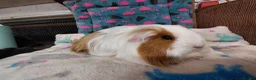 Guinea Pig rodents for sale: Young Adult Longhaired Sows For Retirement Homes  - Advert 5