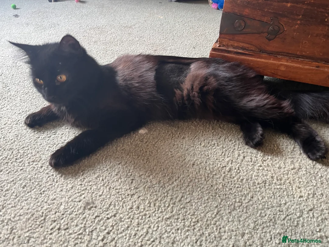 Mixed Breed cats for adoption: Rescue kitten Joshie needs home of his own - Advert 2