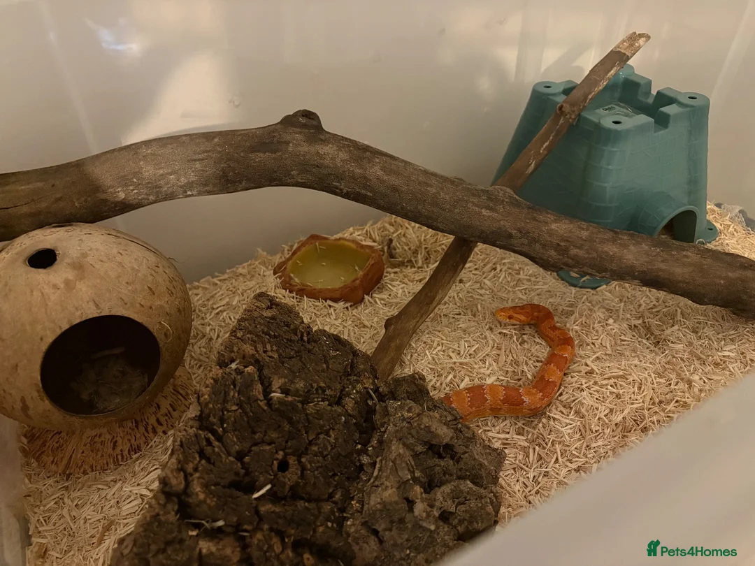 Corn Snake reptiles for sale: Corn snake (chaos) in London - Advert 2
