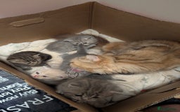 British Shorthair cats for sale: British Shorthair kittens - Image 2