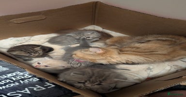 British Shorthair cats - Advert 7