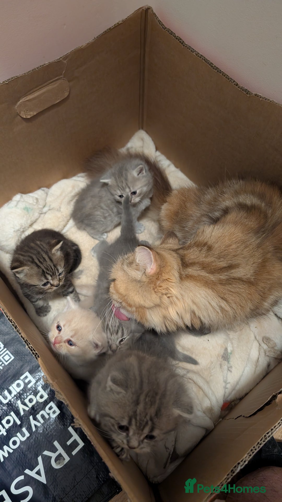 British Shorthair cats for sale: British Shorthair kittens - Image 2