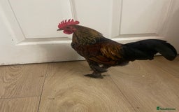 Chickens poultry for sale: Chickens for FREE - Image 2