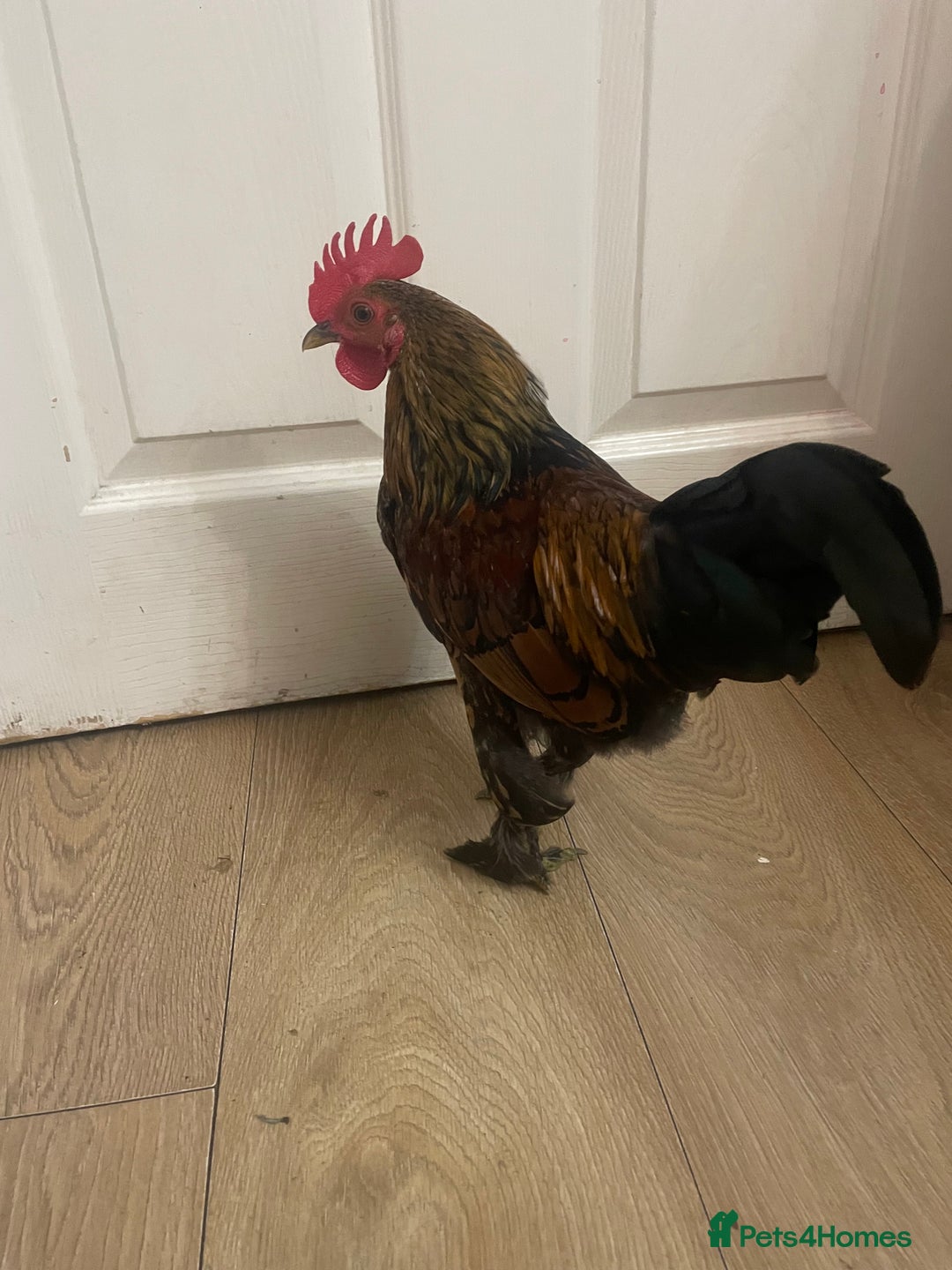 Chickens poultry for sale: Chickens for FREE - Image 2