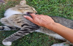 Mixed Breed cats for adoption: TOM a friendly & proud boy who needs a Loving Home - Advert 7