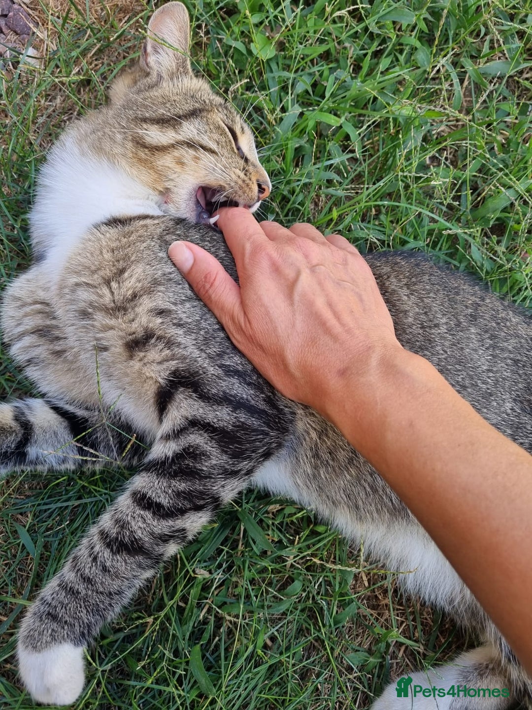 Mixed Breed cats for adoption: TOM a friendly & proud boy who needs a Loving Home - Advert 7