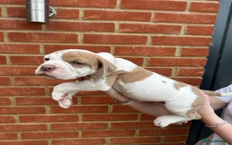 Olde English Bulldogge dogs for sale: OLDE ENGLISH BULLDOGGE PUPPIES in Epping - Image 19