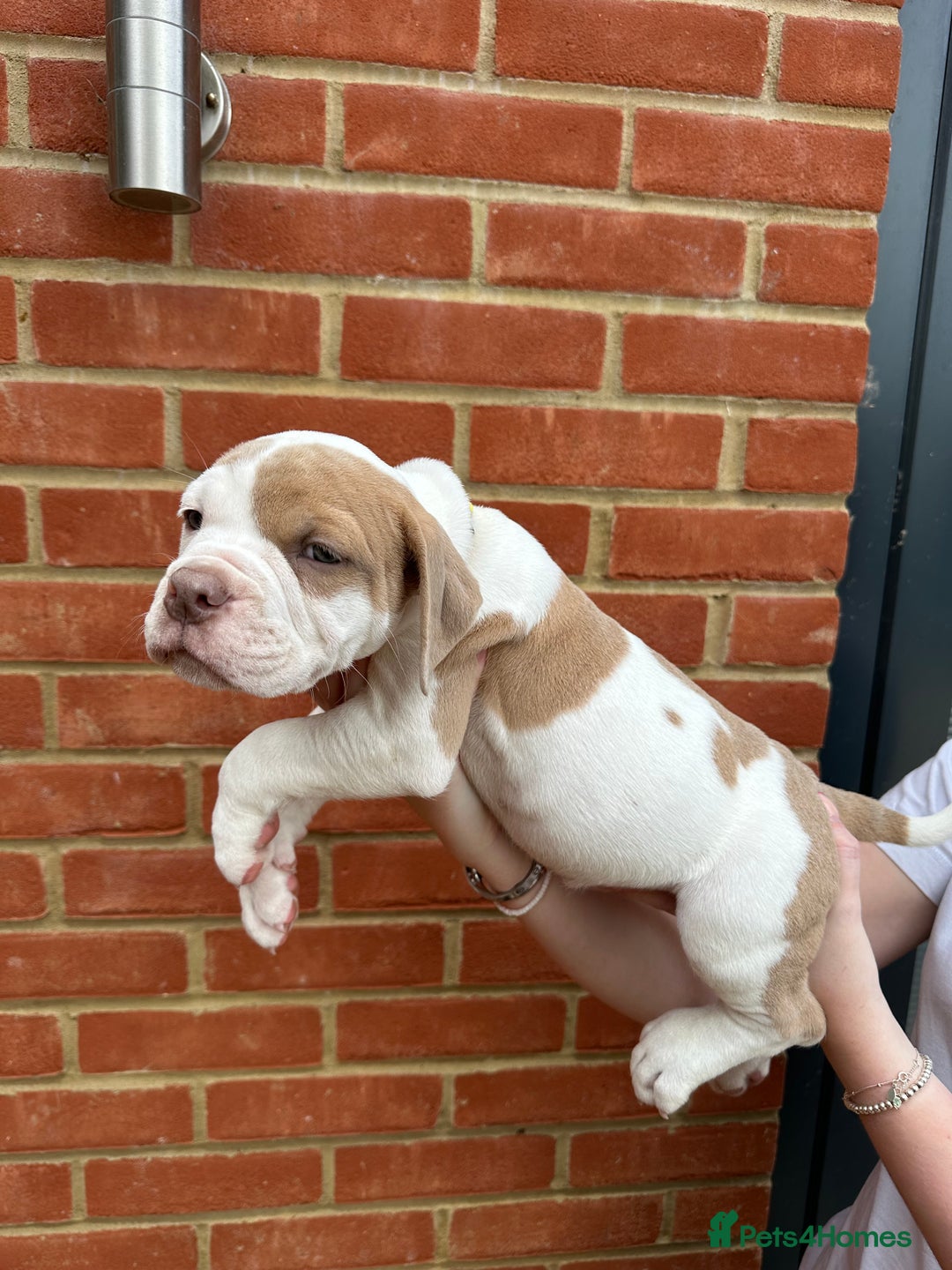 Olde English Bulldogge dogs for sale: OLDE ENGLISH BULLDOGGE PUPPIES in Epping - Image 19