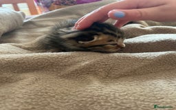Bengal cats for sale: Beautiful Part/ cross Bengal Kittens - Image 2
