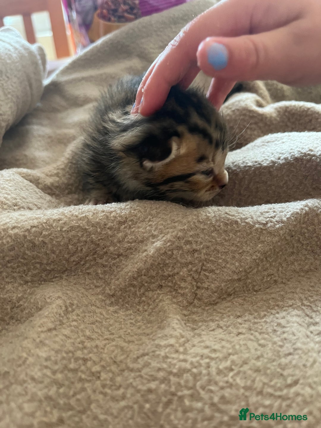 Bengal cats for sale: Beautiful Part/ cross Bengal Kittens - Image 2
