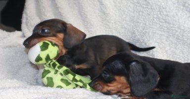 Dachshund dogs - Advert 9