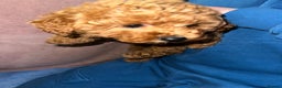 Toy Poodle dogs for sale: Toy poodle puppy - Advert 4