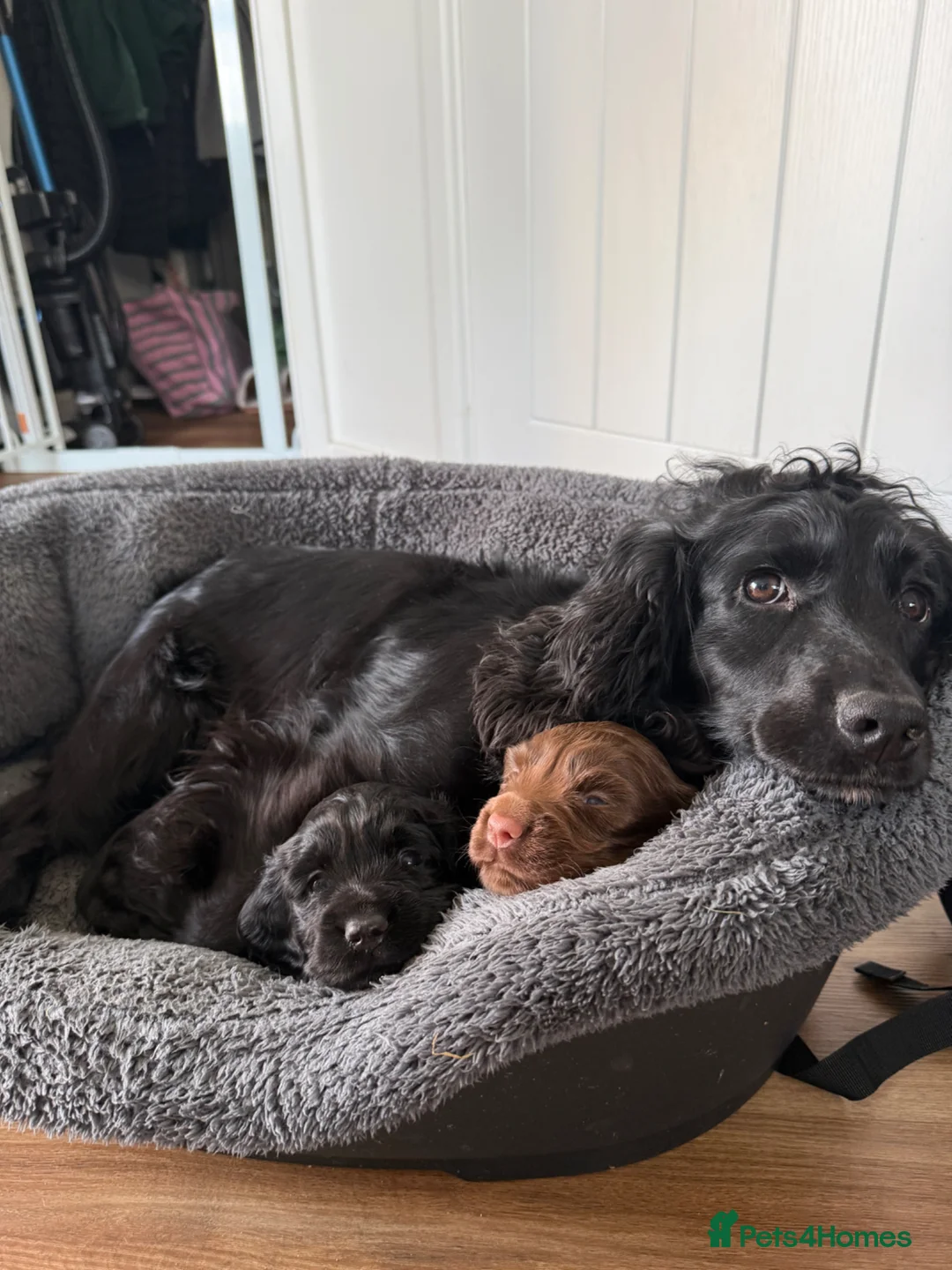 Cocker Spaniel dogs for sale: 1 Chocolate Boy - KC registered  - Advert 1