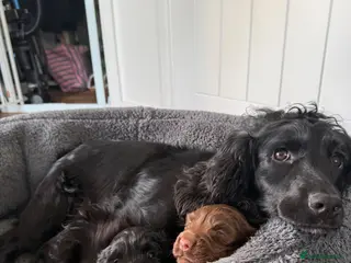 Cocker Spaniel dogs 1 Chocolate Boy - KC registered - Advert 1