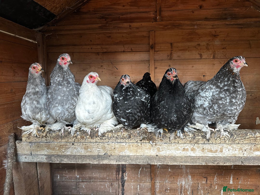 Chickens poultry for sale: Hybrid pekin bantams hatched from June 2025  - Image 3