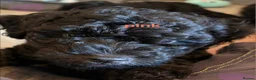 Cockapoo dogs for sale: Stunning F1B Cockapoos - DNA Clear - Advert 7